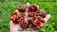 Naglah Beast Caramel - Pepper Seeds - White Hot Peppers